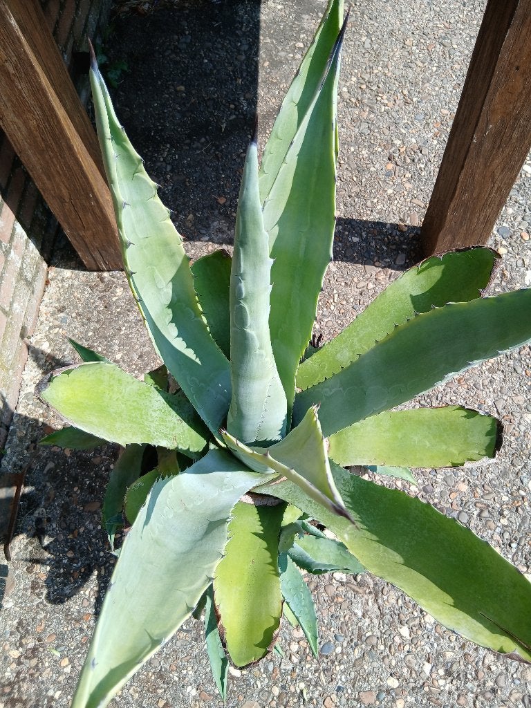 Agave, Volle zon, Vaste plant, Bloeit niet, Ophalen