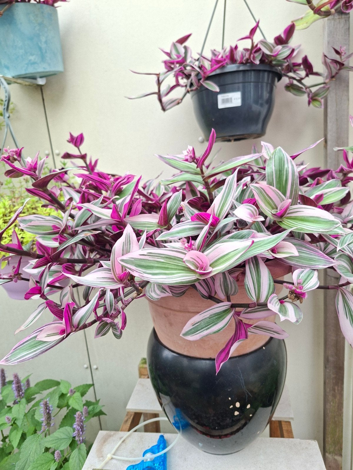 Tradescantia Tricolor - Prachtige hangplant met roze tinten, Tuin en Terras, Vaste plant, Bloeit niet, Halfschaduw, Ophalen