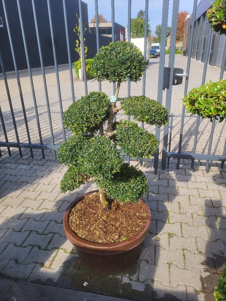 Ilex crenata "kin Me"bonsai, In pot, Halfschaduw, Lente, 100 tot 250 cm