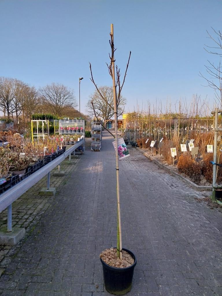 Magnolia Galaxy Boom op stam - Prachtige bloesem, Tuin en Terras, Planten | Bomen, Overige soorten, Lente, 250 tot 400 cm, Ophalen