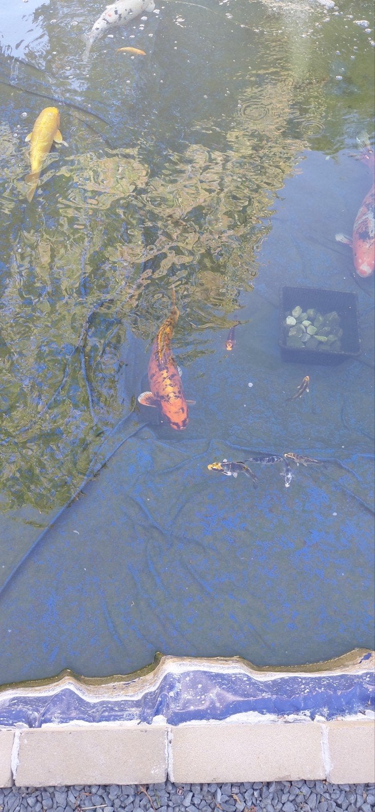 koi van 40cm+, Karper of Koi