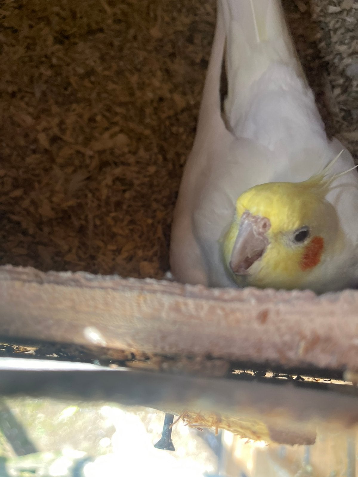Valkparkieten wit Kweek koppel met 1  jong, Dieren en Toebehoren, Vogels | Parkieten en Papegaaien, Meerdere dieren, Parkiet