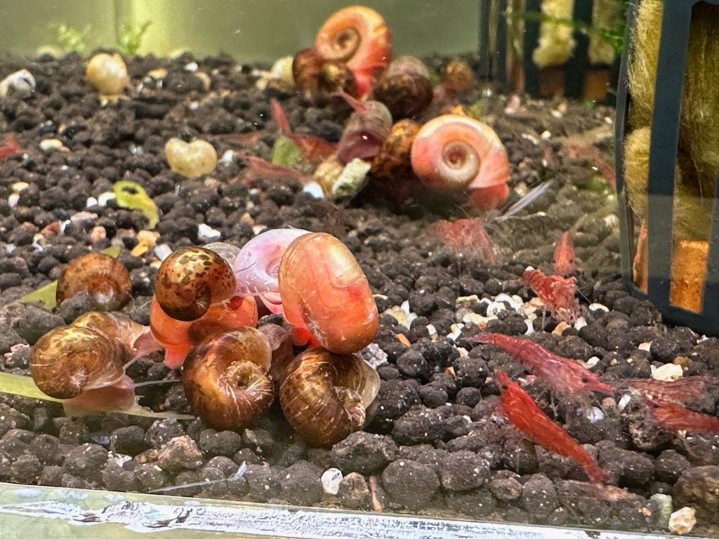 Ramshoorn slak, Dieren en Toebehoren, Vissen | Aquariumvissen, Slak of Weekdier, Zoetwatervis