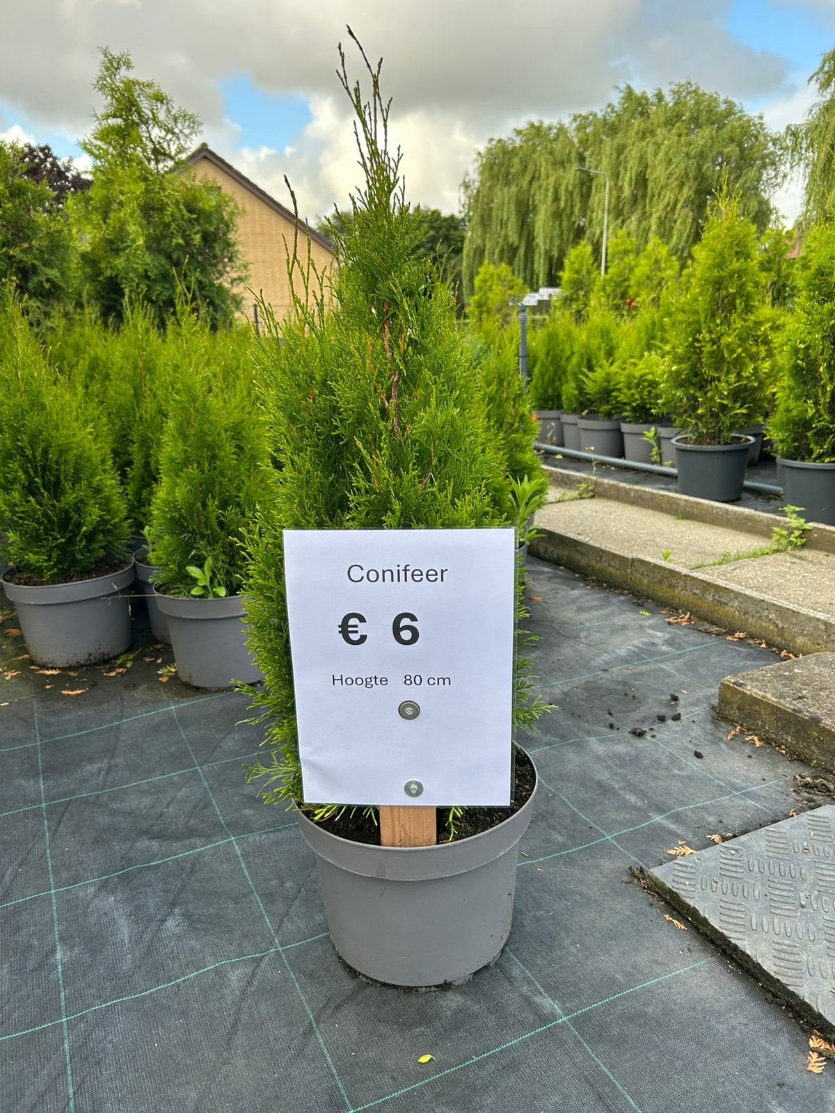 Coniferen, Ophalen, Bloeit niet, Overige soorten, Volle zon