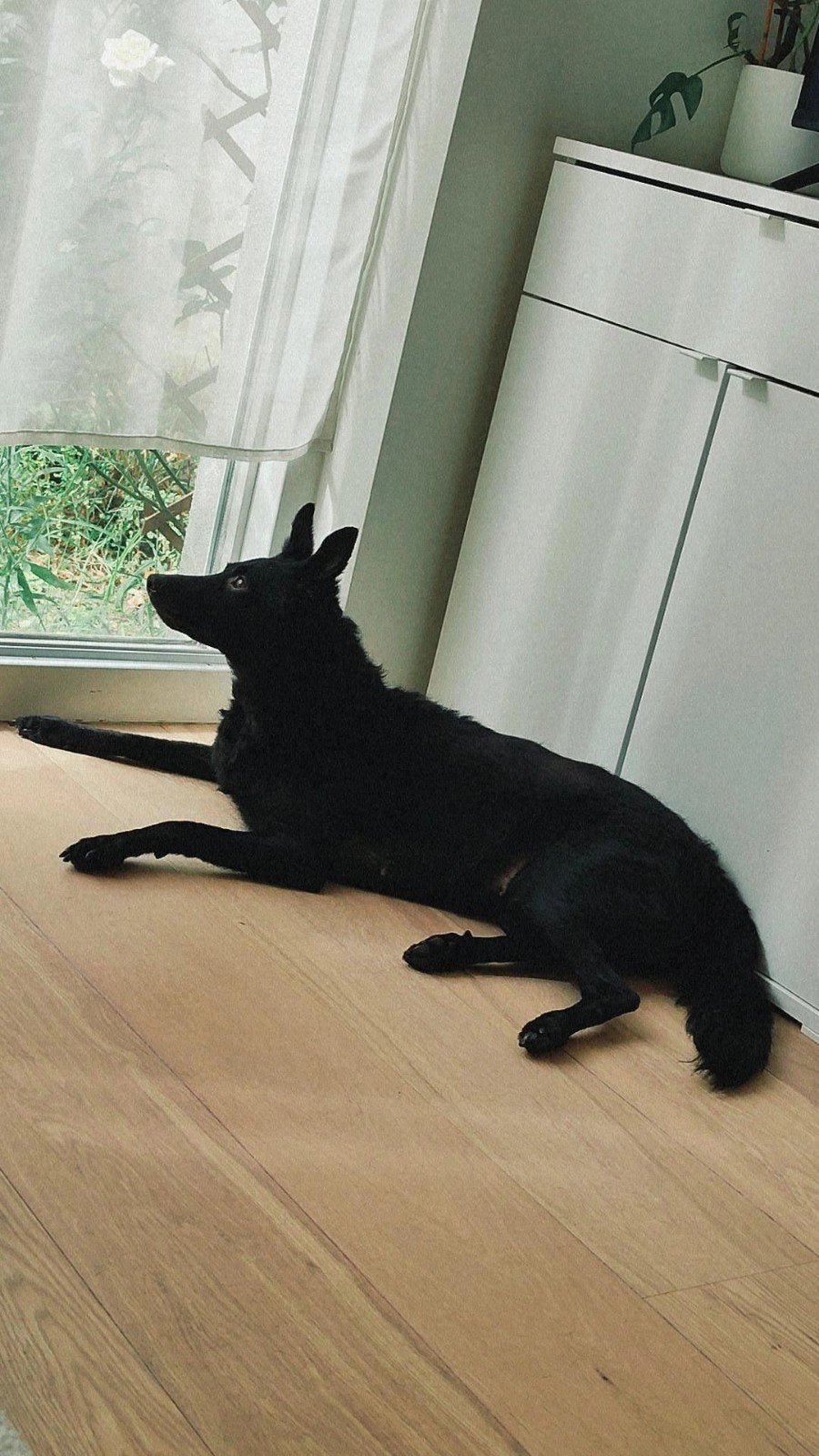 ter adoptie, België, Particulier, 1 tot 2 jaar, Teef
