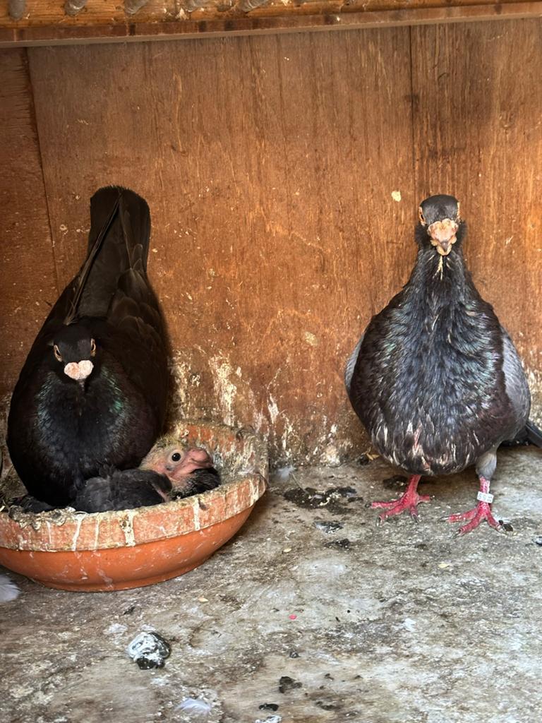 Laudinos, Meerdere dieren