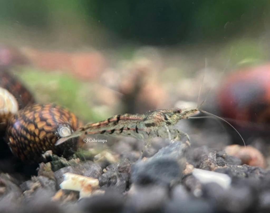 25x wildkleur garnalen €10.- | Neocaridina garnaal, Kreeft, Krab of Garnaal, Zoetwatervis