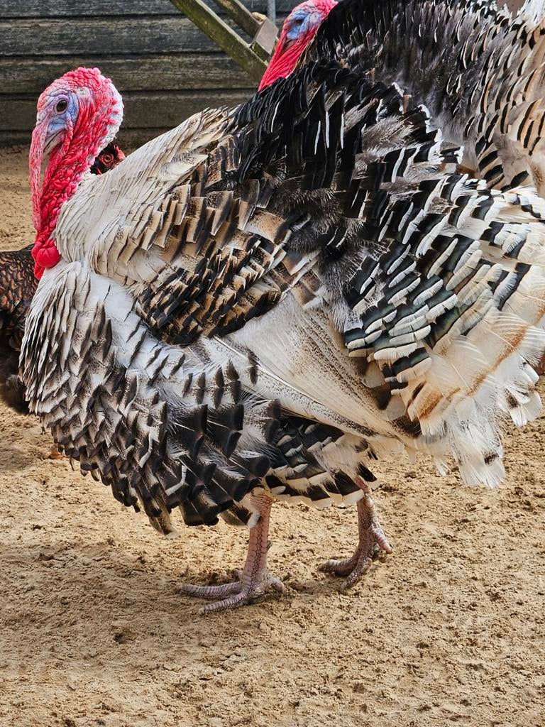 Kalkoenen 18 maanden oud, Dieren en Toebehoren, Pluimvee