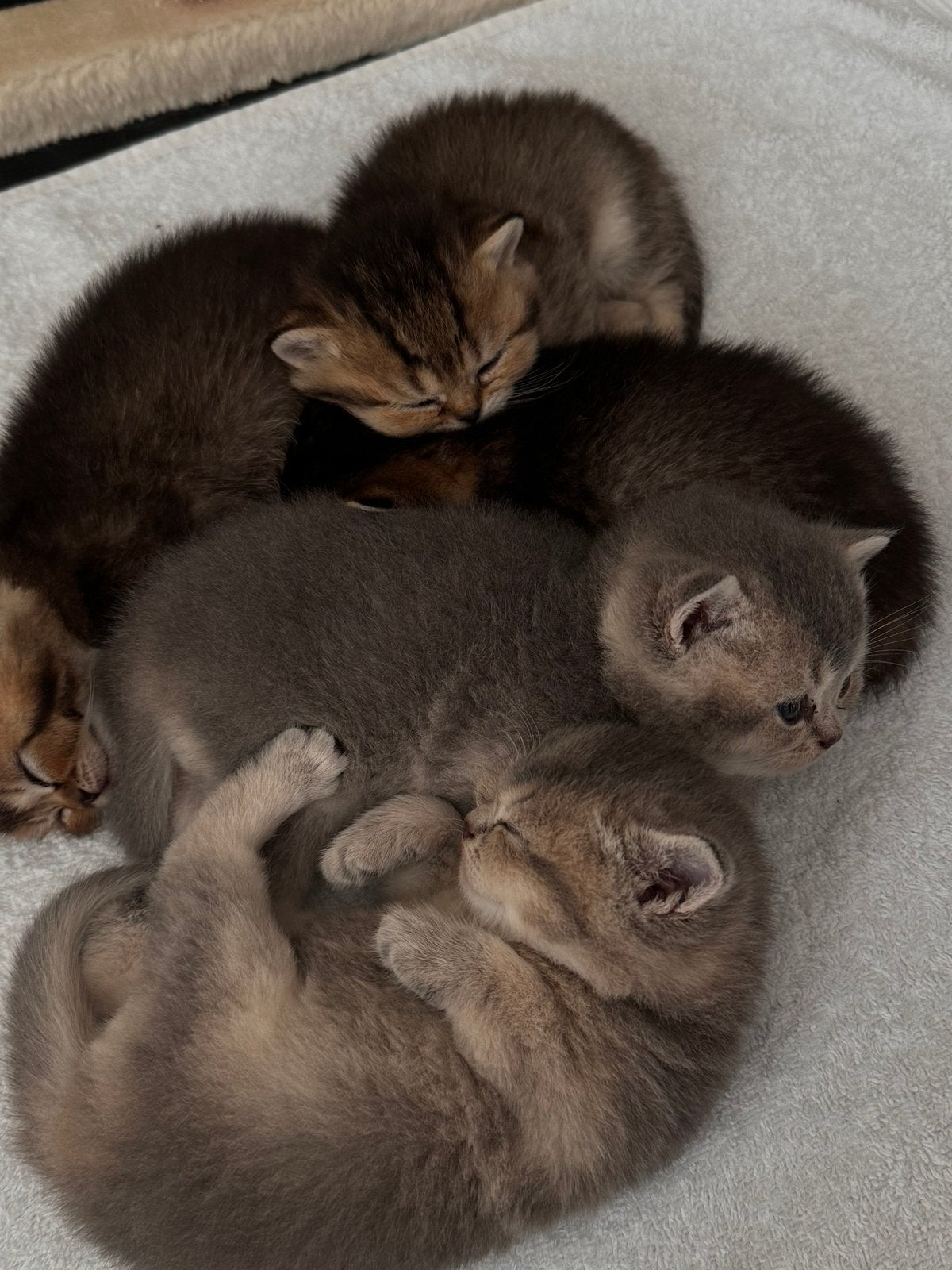 britse korthaar kittens, Dieren en Toebehoren, Poes, Gechipt
