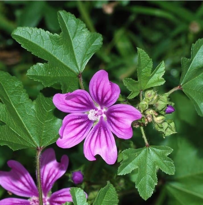 Groot kaasjeskruid Malva 1.50 per stuk, Ophalen, Bodembedekkers, Volle zon, Vaste plant