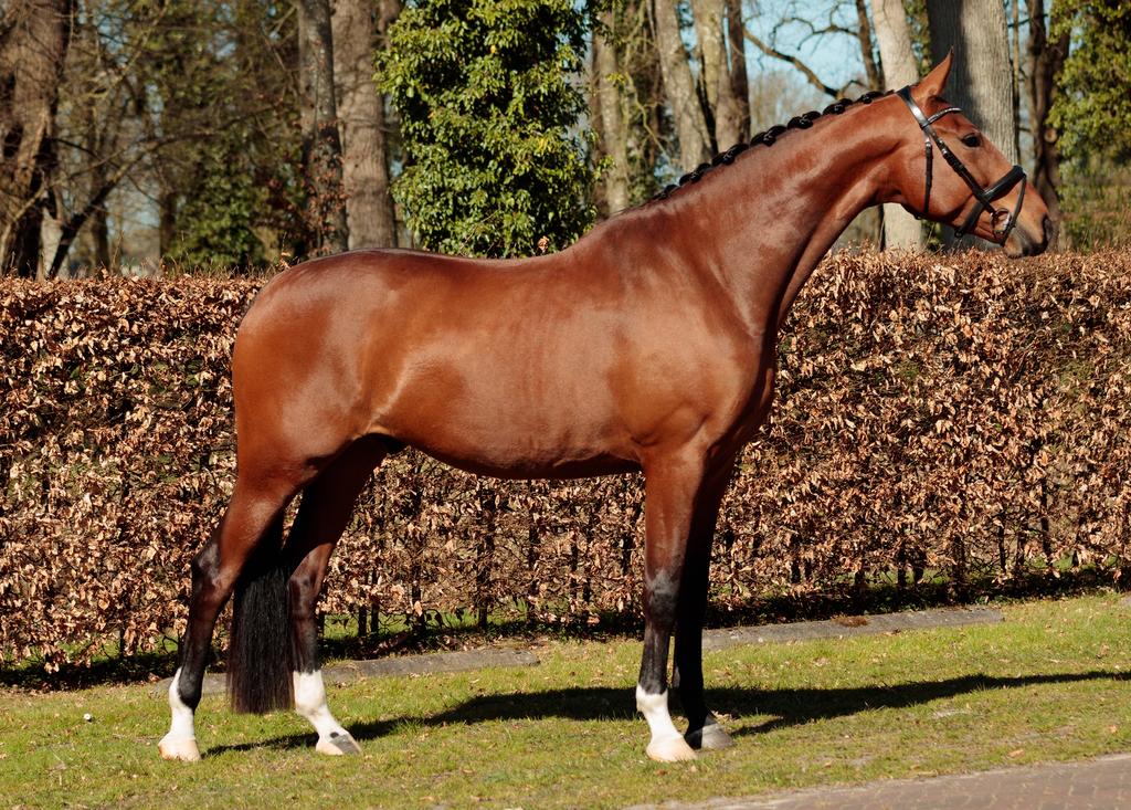 Fijne 5 jarige ruin, Dieren en Toebehoren, Paarden, Ruin, Dressuurpaard