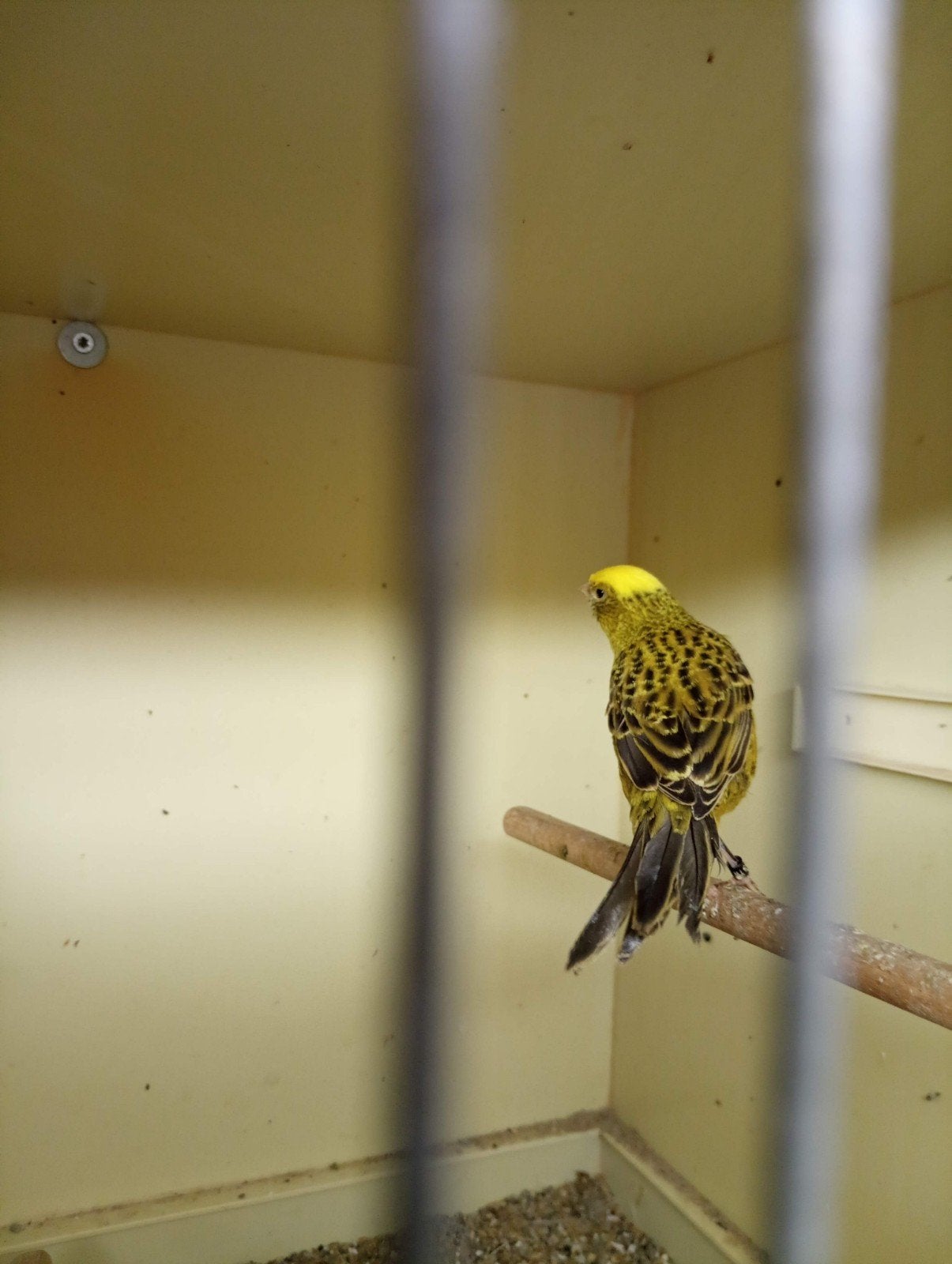 1 lizard kanarie pop 2025, Dieren en Toebehoren, Vogels | Kanaries, Vrouwelijk, Kleurkanarie