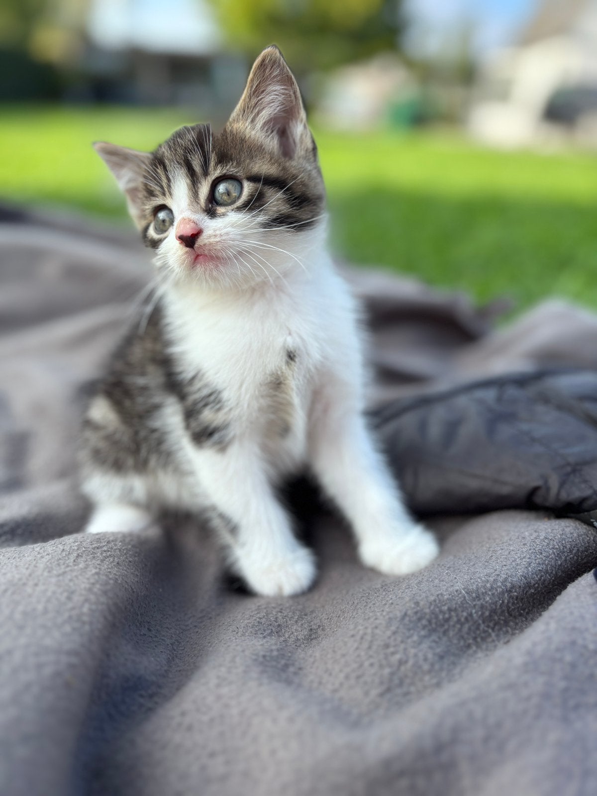 Prachtige kittens !!, Meerdere dieren, Kortharig, 0 tot 2 jaar