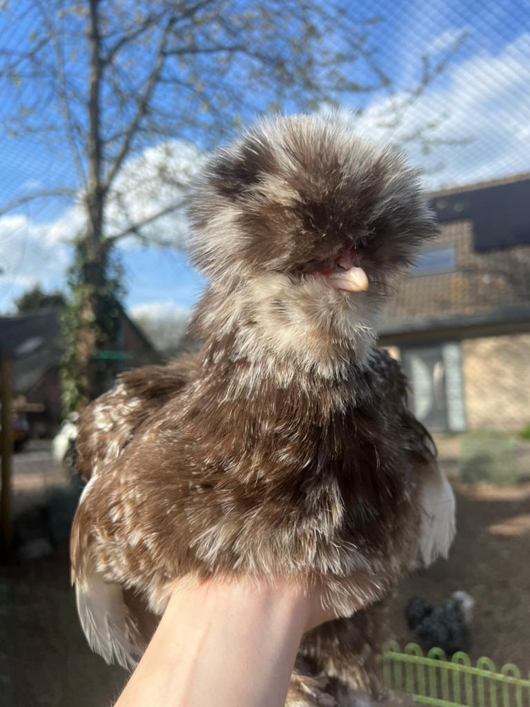 Broedeieren choco mottled USA zijdehoen(der), Dieren en Toebehoren, Pluimvee, Geslacht onbekend, Kip