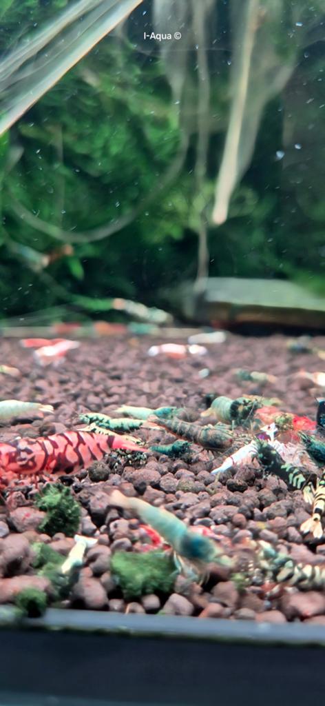 Foto 14 van Skittles caridina garnalen bezorging mix 10+5 gratis!