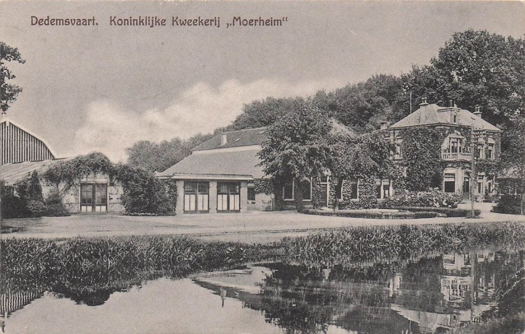 703-316-005 Dedemsvaart Koninklijke Kweekerij Moerheim, Verzenden, Voor 1920, Overijssel
