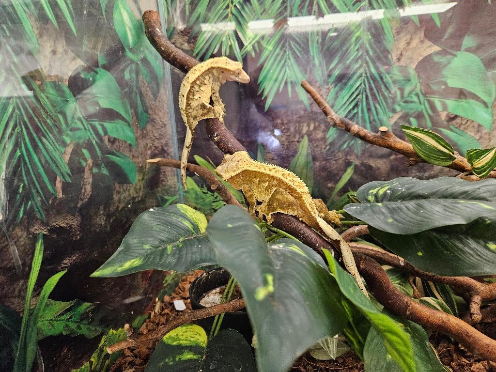 Correlophus ciliatus Wimpergekko's Crested Gecko - female for sale from TerShop