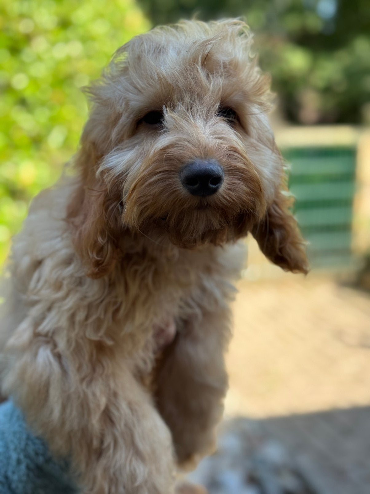 Lieve middelgrote Doodle pups geschikt bij allergie, Poedel, Nederland, CDV (hondenziekte), 8 tot 15 weken
