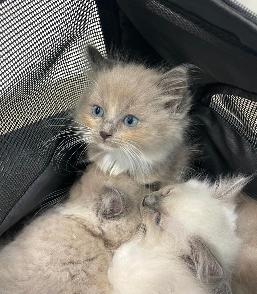 Prachtiche ragdoll kittens, Dieren en Toebehoren, Katten en Kittens | Raskatten | Langhaar, Kater, Gechipt