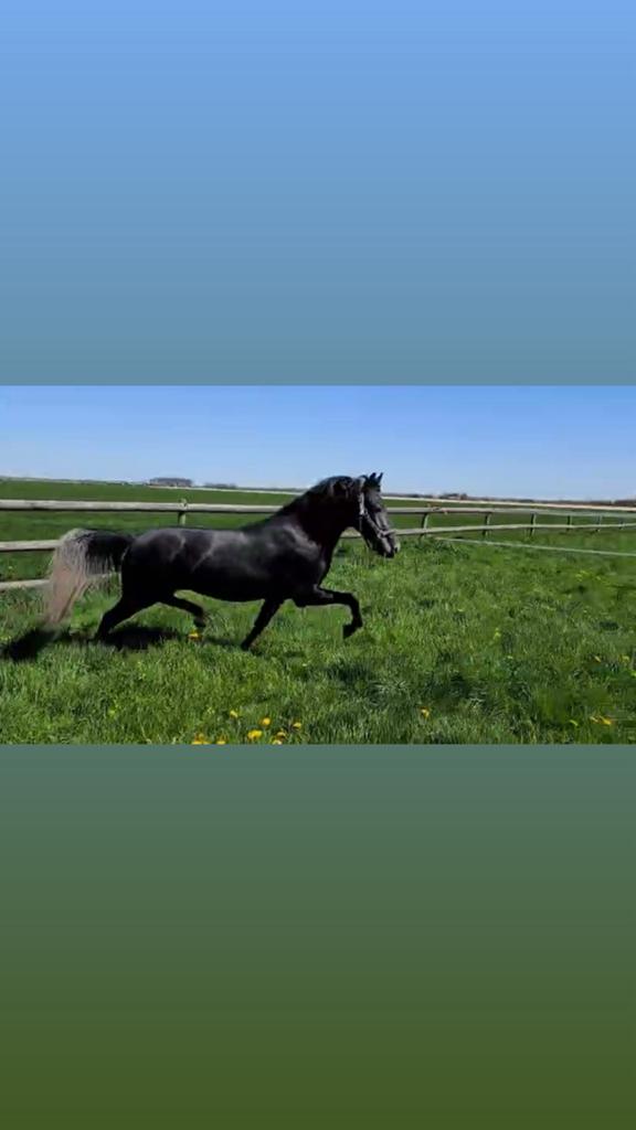 Knappe 3 jarige NRPS schimmel D pony met super fijne gangen, Dieren en Toebehoren, Pony's, Ruin, 3 tot 6 jaar