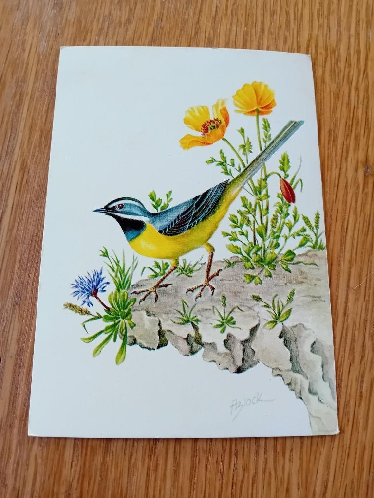 Oude vogelkaart Grote Gele Kwikstaart : Matacilla cinerea, Ophalen of Verzenden, Voor 1920, Ongelopen