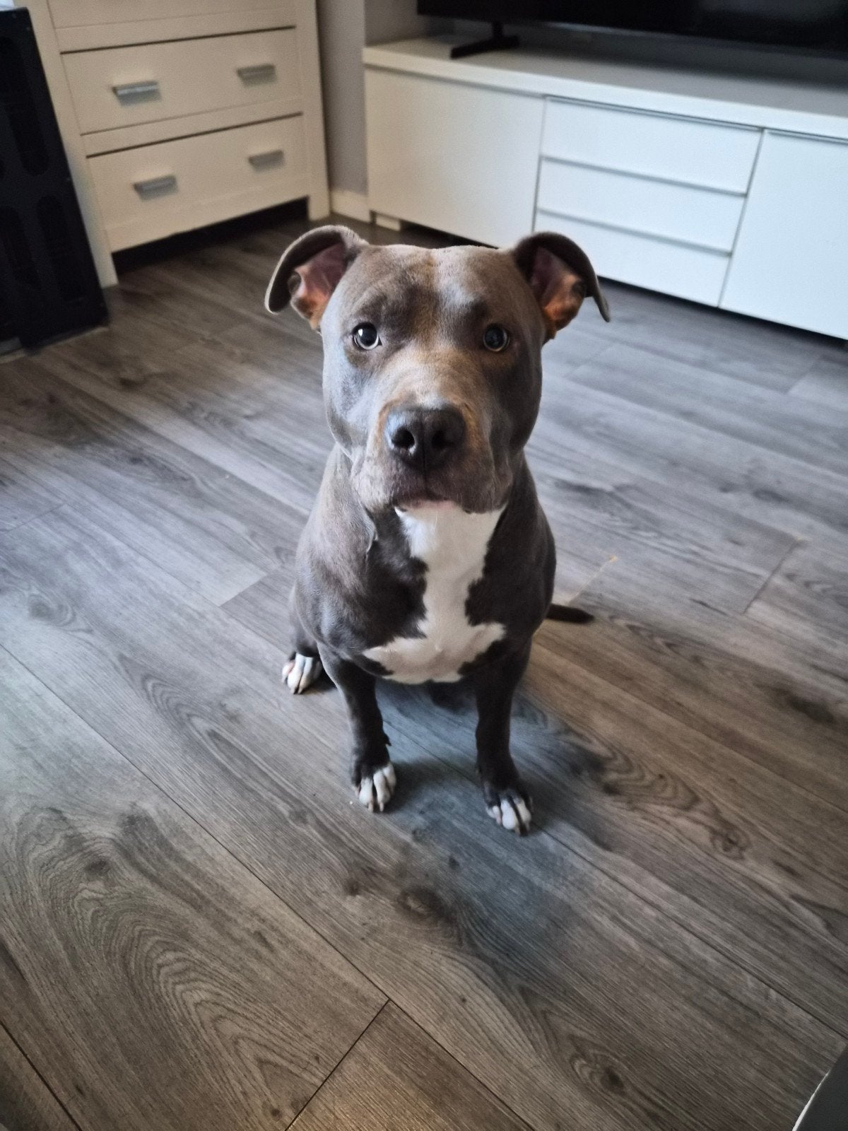 amerikaanse stafford, Dieren en Toebehoren, Parvo, 15 weken tot 1 jaar, American Staffordshire Terriër, Teef