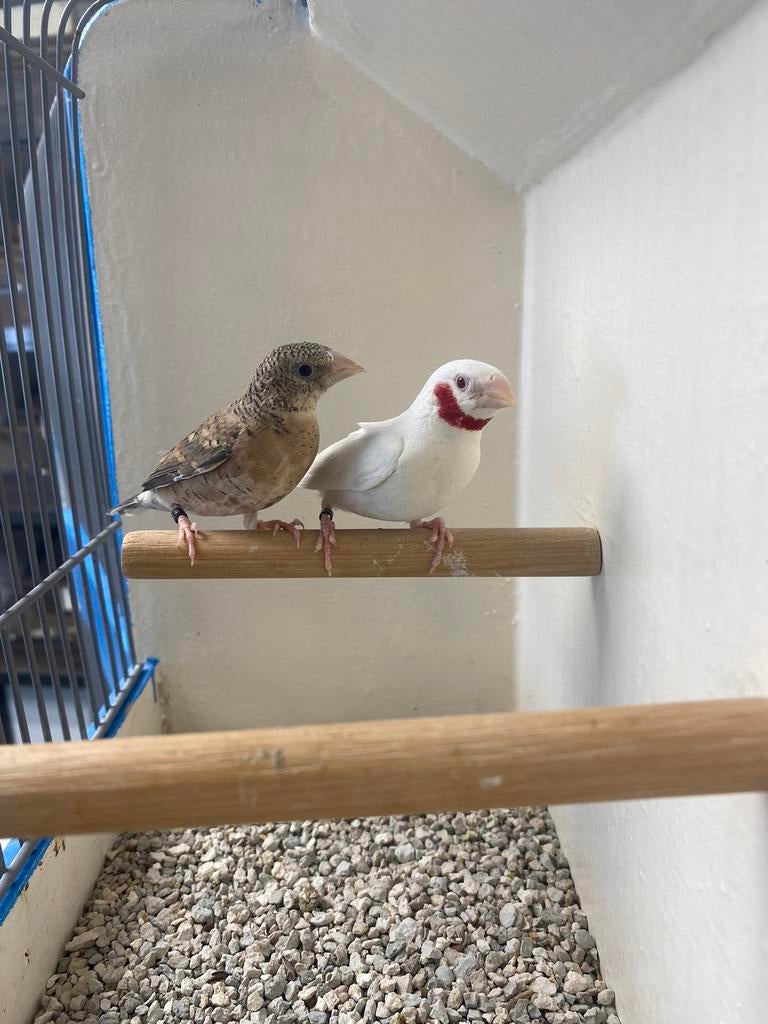 Koppels Bandvinken Albino's en Splitvogels, Dieren en Toebehoren, Vogels | Overige Vogels, Meerdere dieren