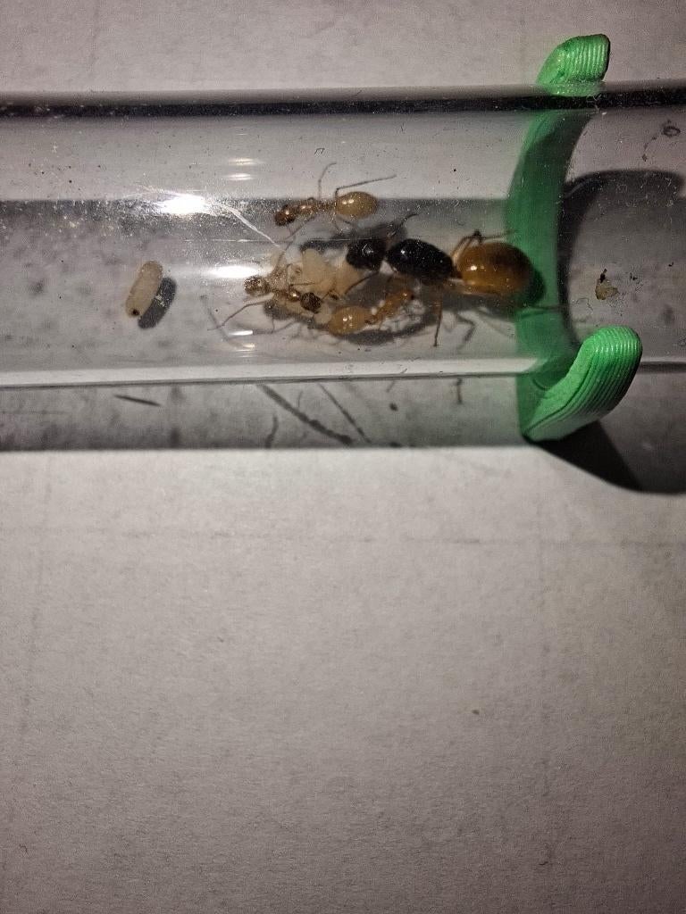 Camponotus Fedtschenkoi 5-10 Werksters | Ants | Queen | Mier, Dieren en Toebehoren, Insecten en Spinnen, Mieren