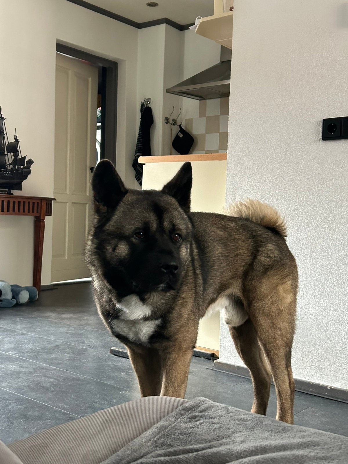 Amerikaanse akita, Dieren en Toebehoren, Honden | Niet-rashonden, Reu, Parvo, Eén hond, 3 tot 5 jaar