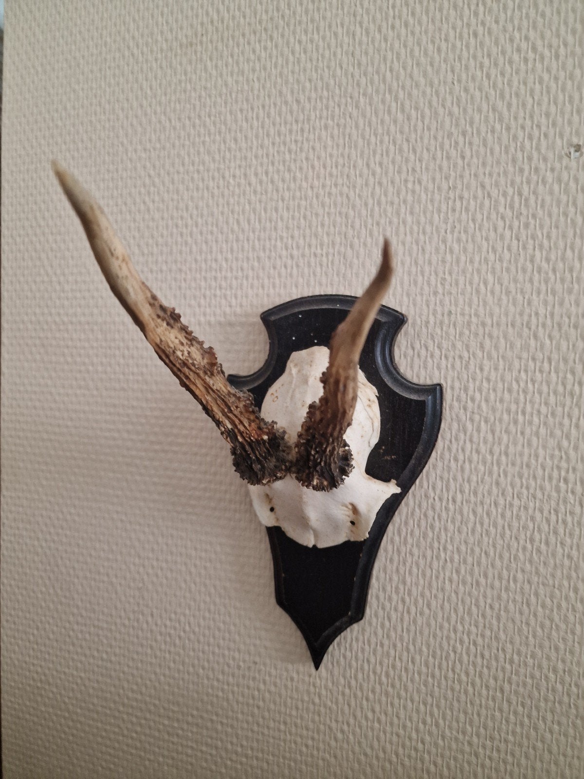 gewei tje wanddecoratie, Ophalen of Verzenden