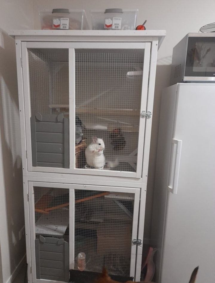 Grote chinchilla kooi / knaagdieren kooi, Ophalen, Kooi, Gebruikt, Eekhoorn