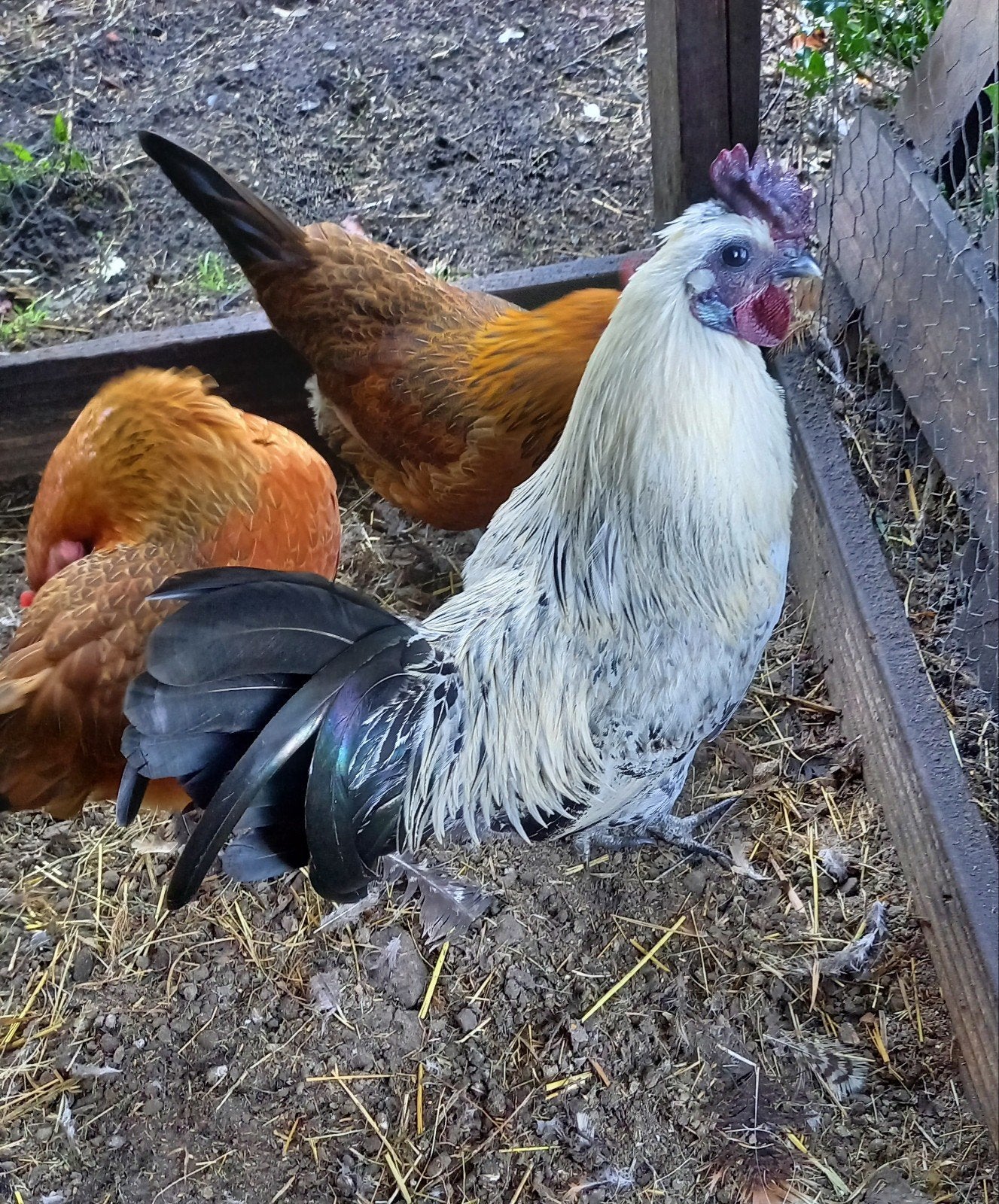 kruising auracana, Dieren en Toebehoren, Mannelijk, Kip