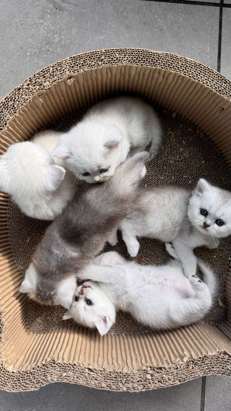 Britse Korthaar Kittens, Meerdere dieren, Gechipt