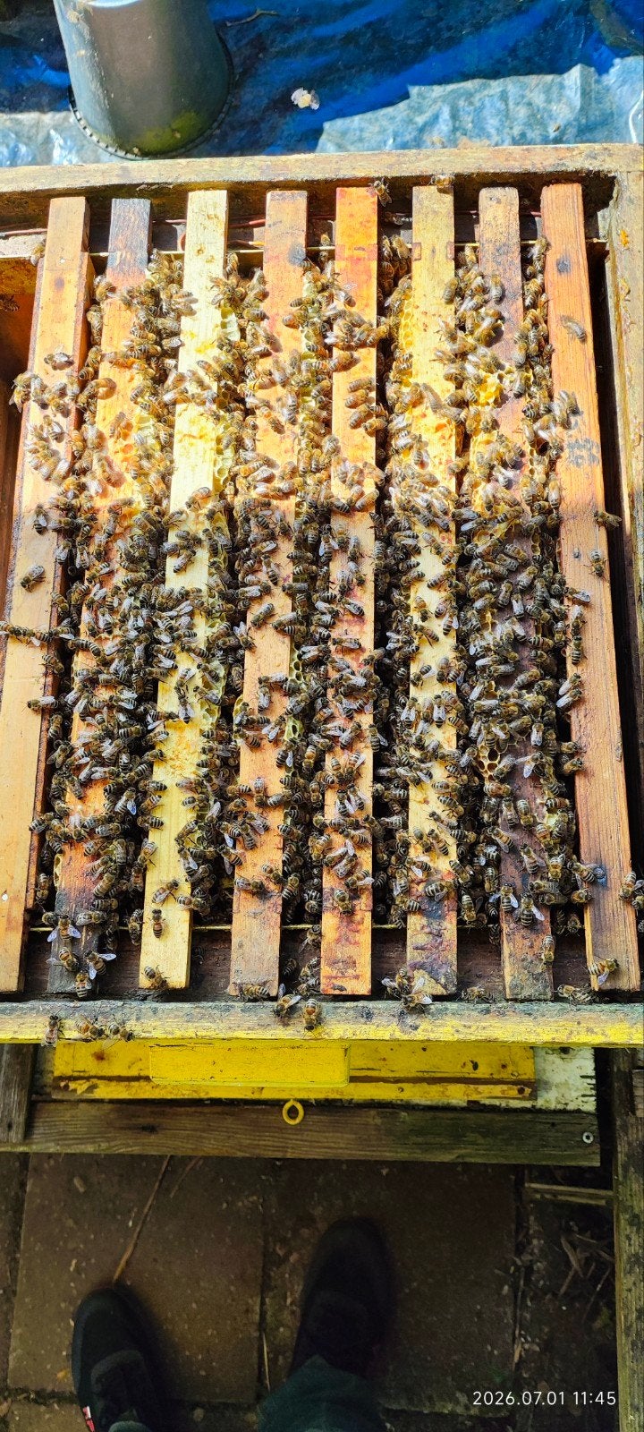 Bijenvolk（Carnica） met 6 ramen,, Dieren en Toebehoren