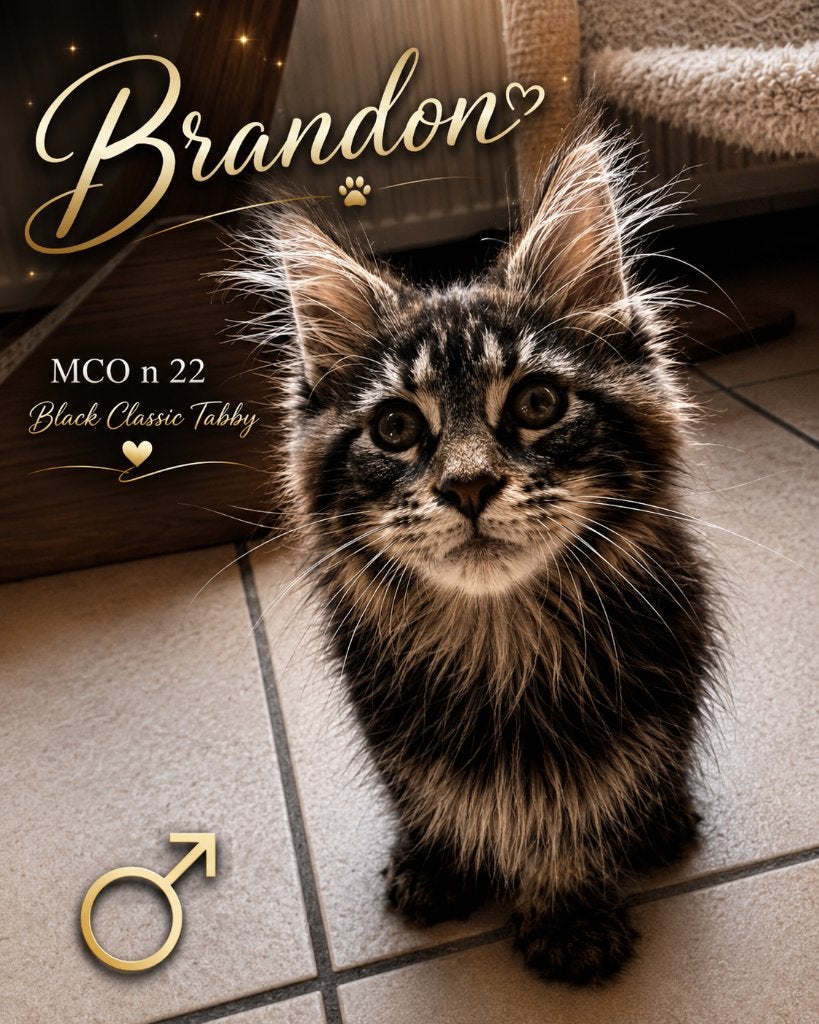 Prachtige Maine Coon kittens beschikbaar, Meerdere dieren, Met stamboom, 0 tot 2 jaar