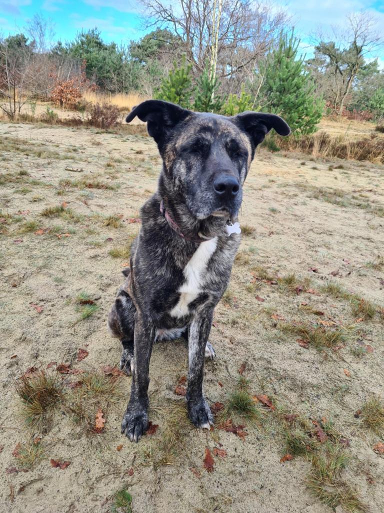 Gezocht Akita - Cane Corso pup gezocht, Overige rassen, 8 tot 15 weken, Teef, Eén hond