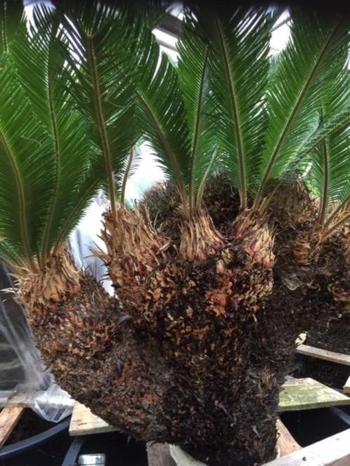 Cycas Revoluta Cristaten uit Costa Rica, Ophalen, Palm, In pot, Bloeiende kamerplant