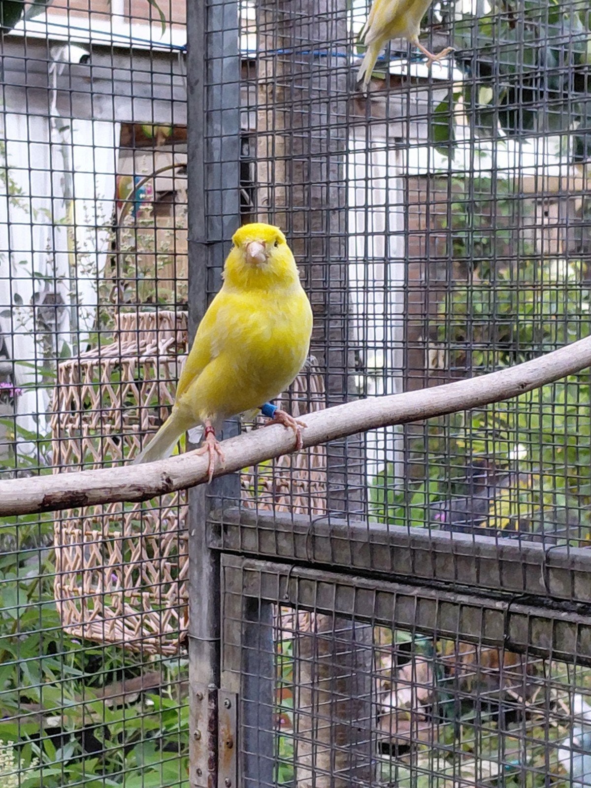 kweekkoppels  gele kanaries, Dieren en Toebehoren, Vogels | Kanaries, Meerdere dieren, Kleurkanarie