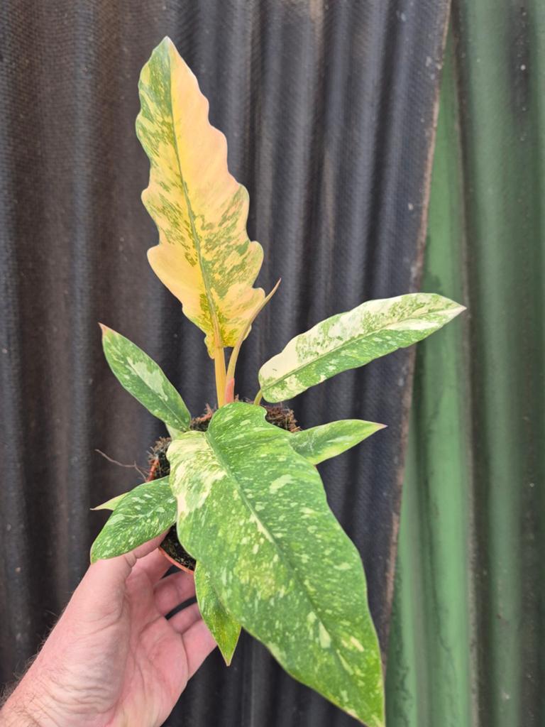 Philodendron Ring of Fire p12 (2), Huis en Inrichting, Ophalen of Verzenden, Halfschaduw, Minder dan 100 cm