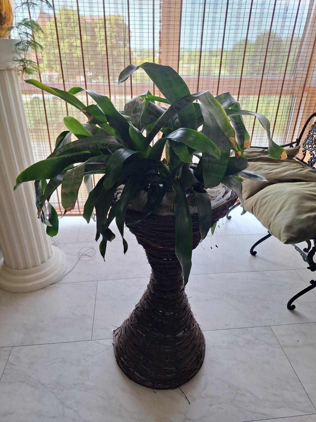 Grote groene bromelia / kamerplant in 80cm hoge pot, Ophalen, 100 tot 150 cm, Overige soorten, Halfschaduw