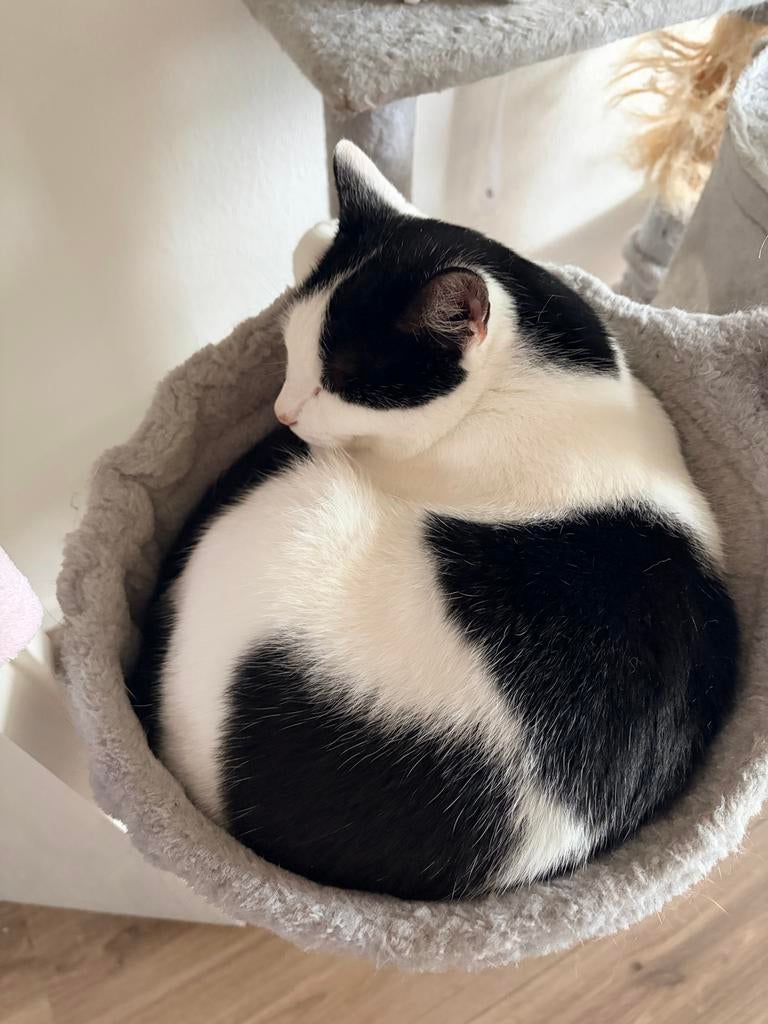 Ik ben Loki ❤️, Dieren en Toebehoren, Katten en Kittens | Overige Katten, Kater