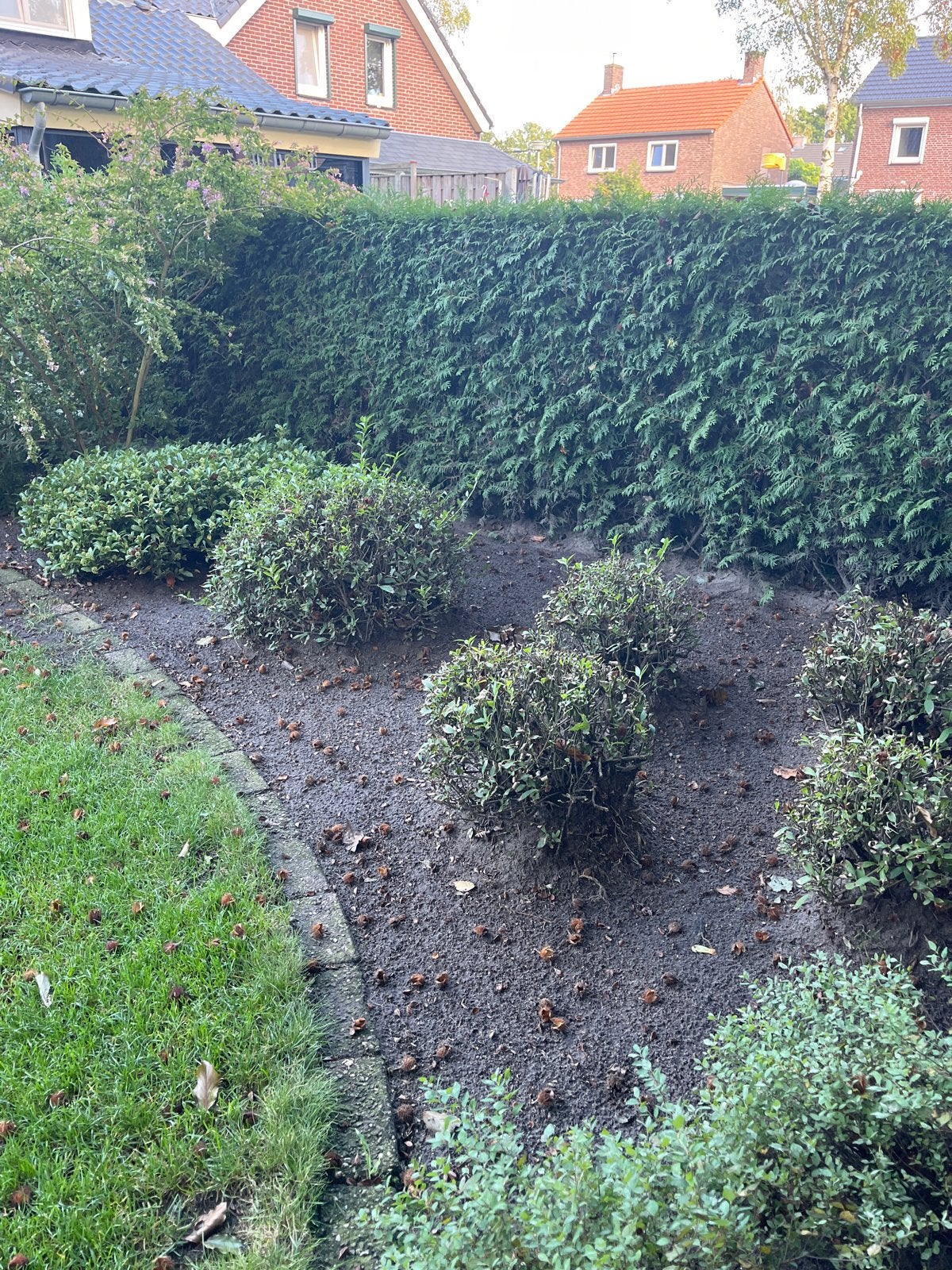 Grote coniferenhaag - Ideaal voor privacy, Ophalen, Conifeer, Haag, 250 cm of meer