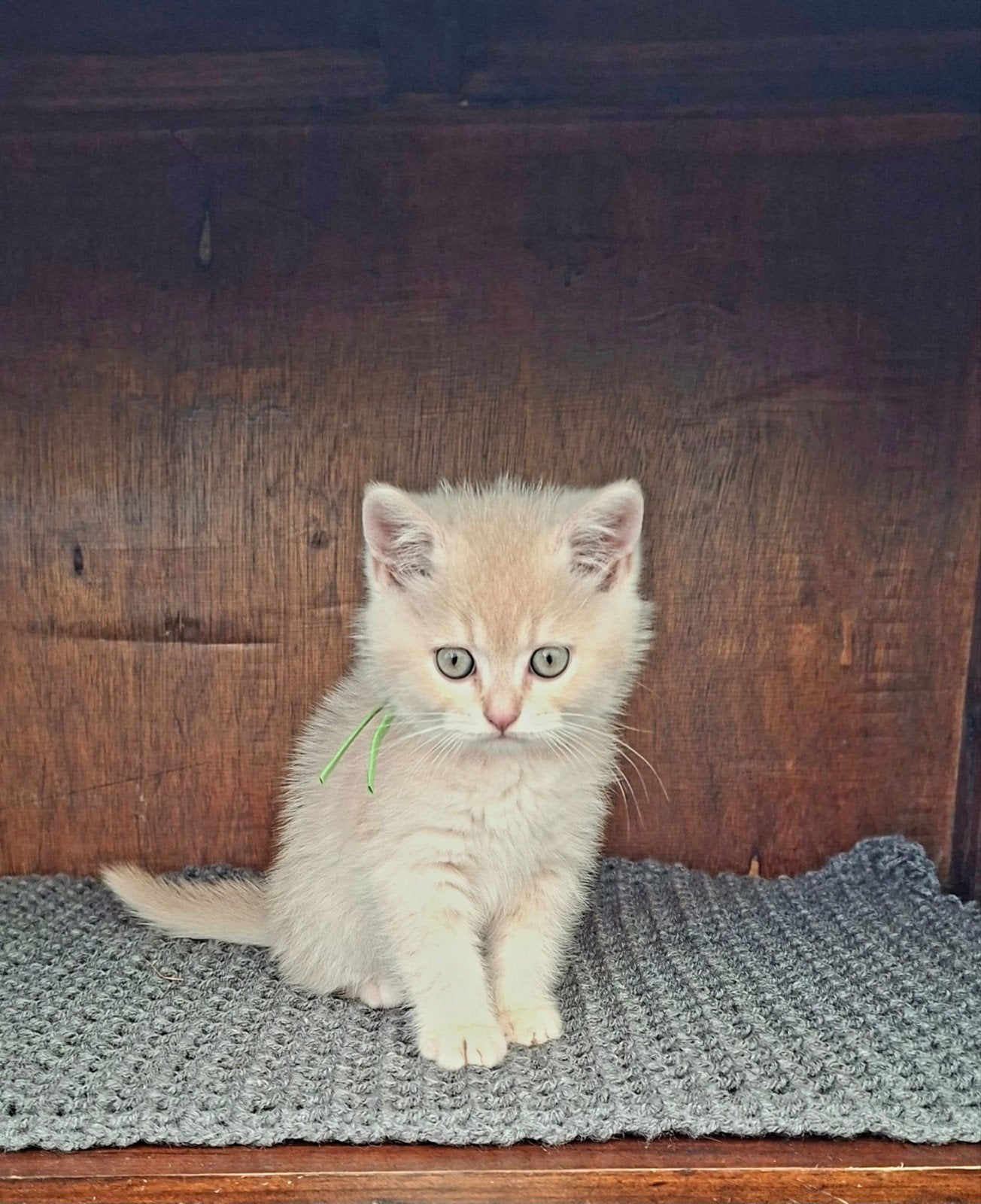 Prachtige Britse Korthaar kittens zoekt een liefdevol thuis, Meerdere dieren, Ontwormd