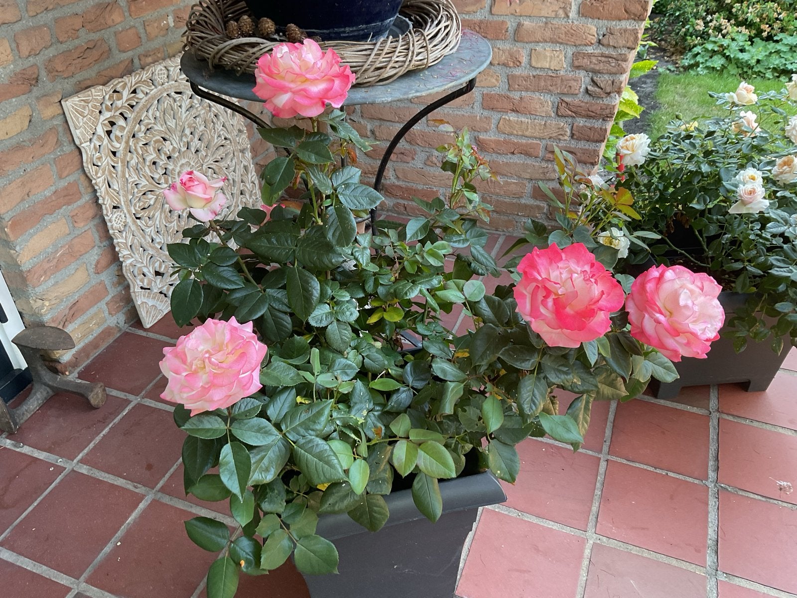 Mooie grote,Nostalgie roos in pot, Overige soorten, Volle zon, Vaste plant, Ophalen of Verzenden