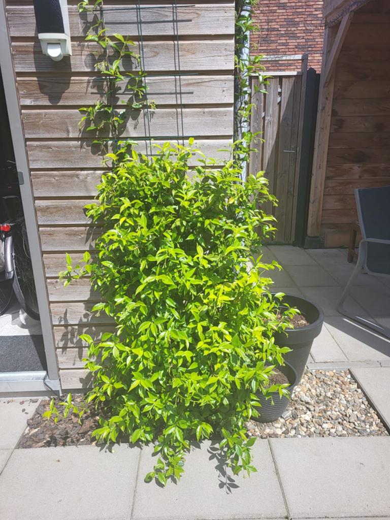 Toscaanse Jasmijn, Ophalen, Overige soorten, 100 tot 250 cm