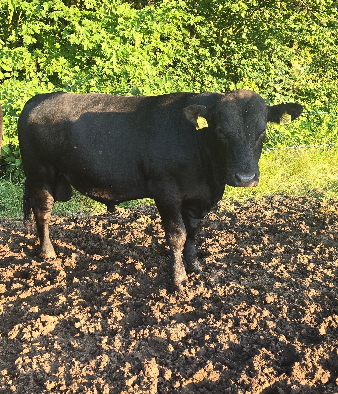 Black Angus Stier 16mnd, Dieren en Toebehoren, Runderen, Mannelijk
