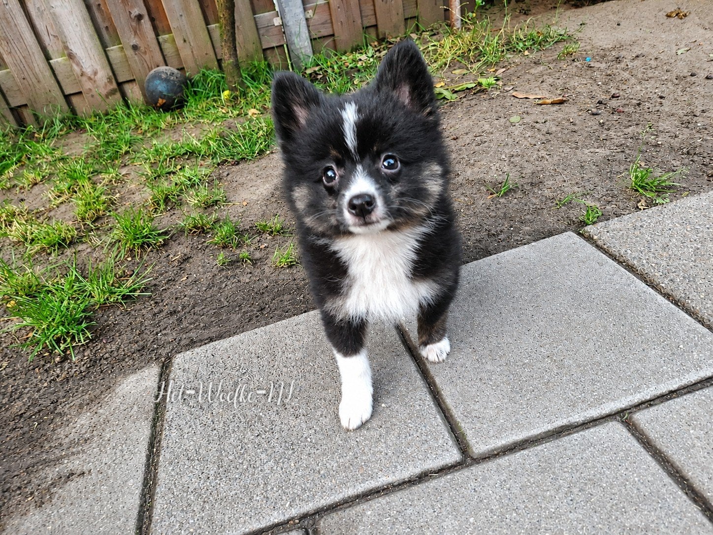 Pomsky pup (10weken) 💙Twix, Dieren en Toebehoren, Parvo, Nederland, 8 tot 15 weken, Eén hond