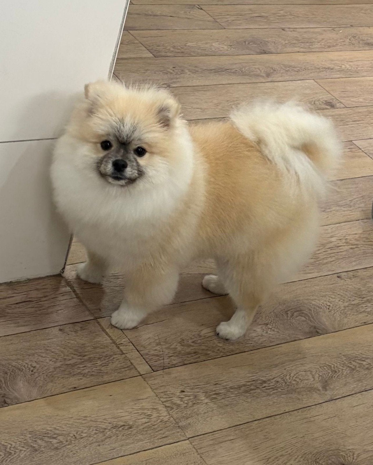 Pomeriaan van 10 maanden oud, Keeshond, 15 weken tot 1 jaar, Reu, Parvo