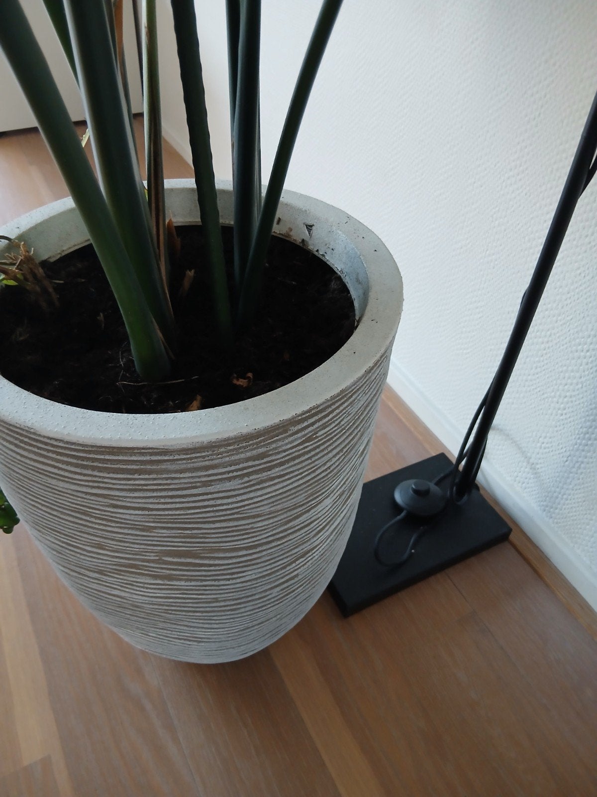 prachtige sterliza in fraaie pot, Huis en Inrichting, Ophalen, Halfschaduw, 200 cm of meer