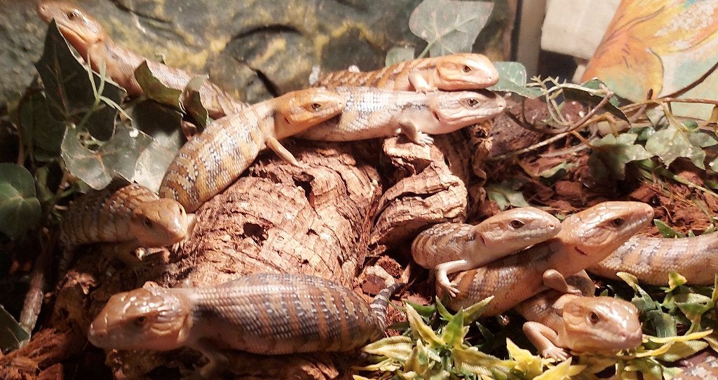 Tiliqua Blauwtongskinkjes geboren, Hagedis, Tam, 0 tot 2 jaar